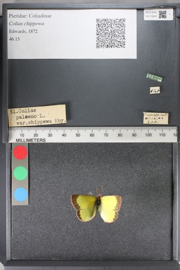 Media type: image;   Entomology 119597